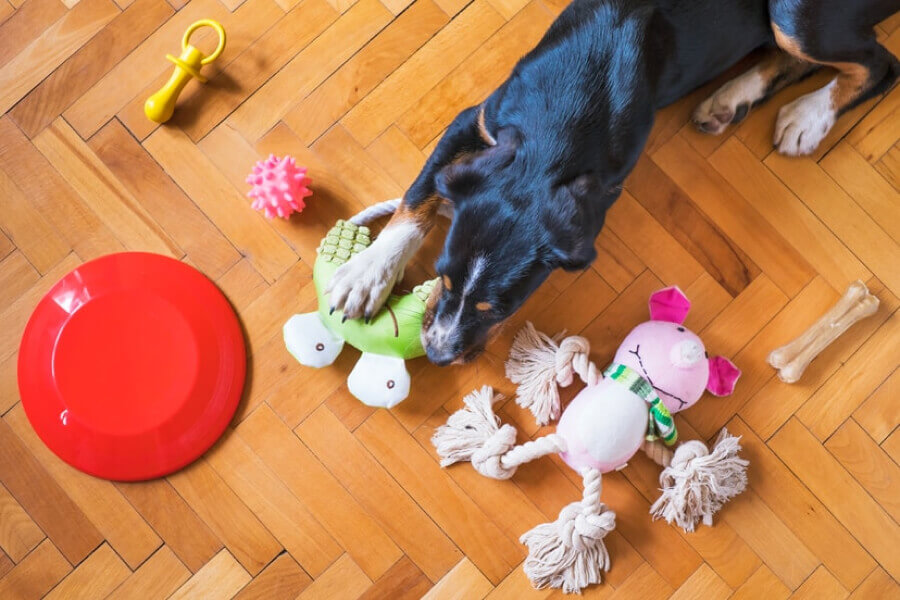Ritiriamo Articoli Per Animali
